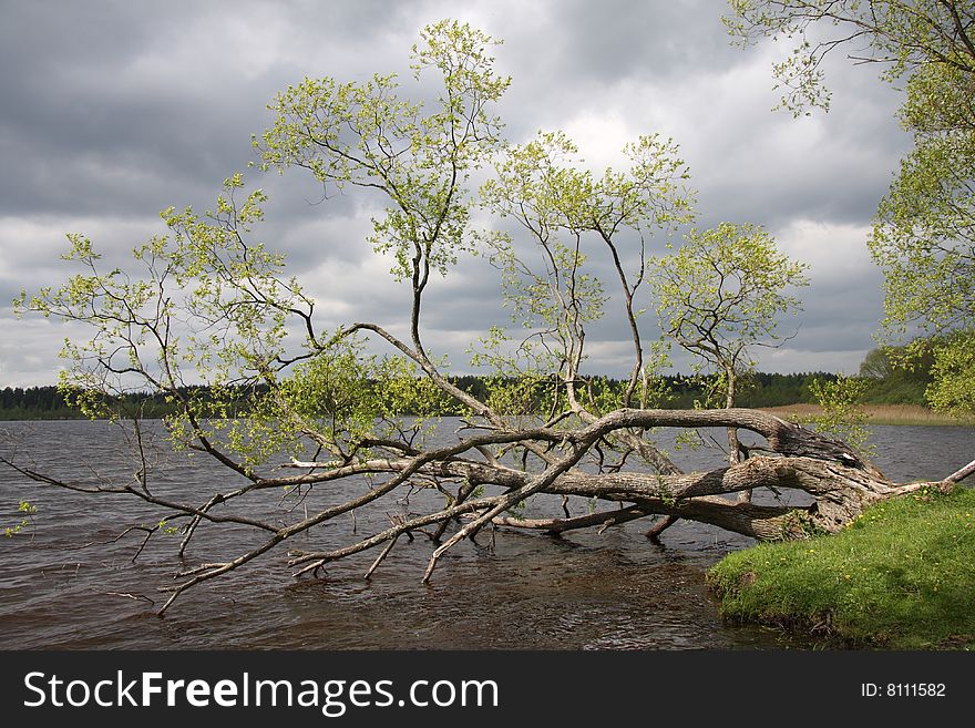 Kind on lake and a tree