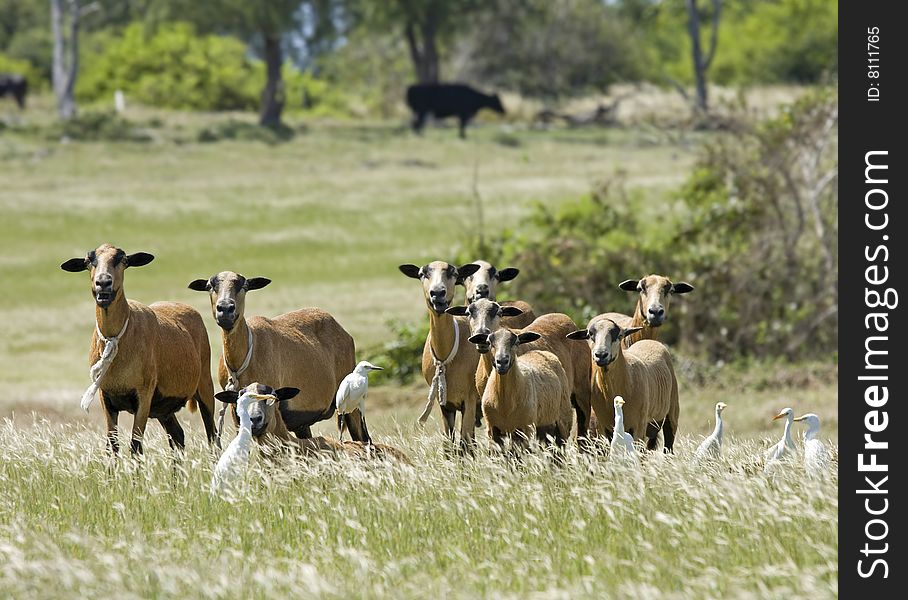 Curious sheep in a field