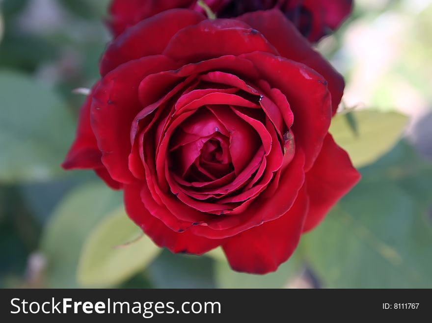 Bud of a red rose on a green background