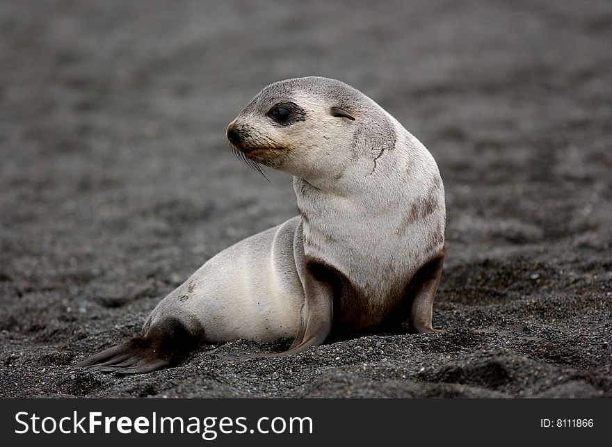 Closeup portrait of single fur seal