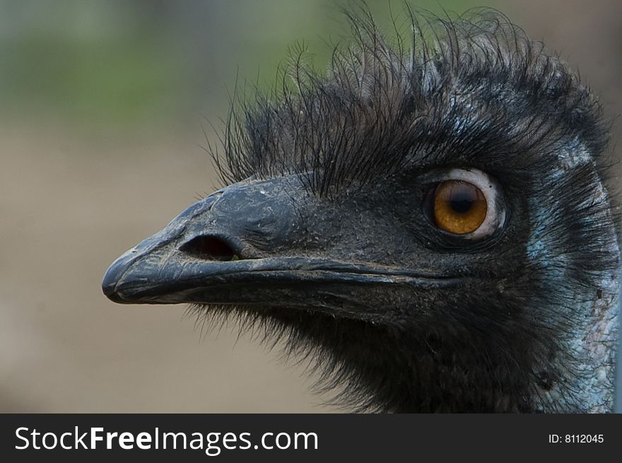 Emu head close-up.  Taken near Collingwood, Ontario, Canada