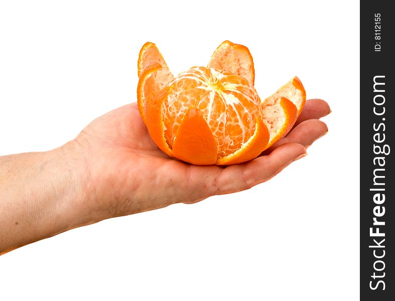 Hand holding tangerine isolated on white background