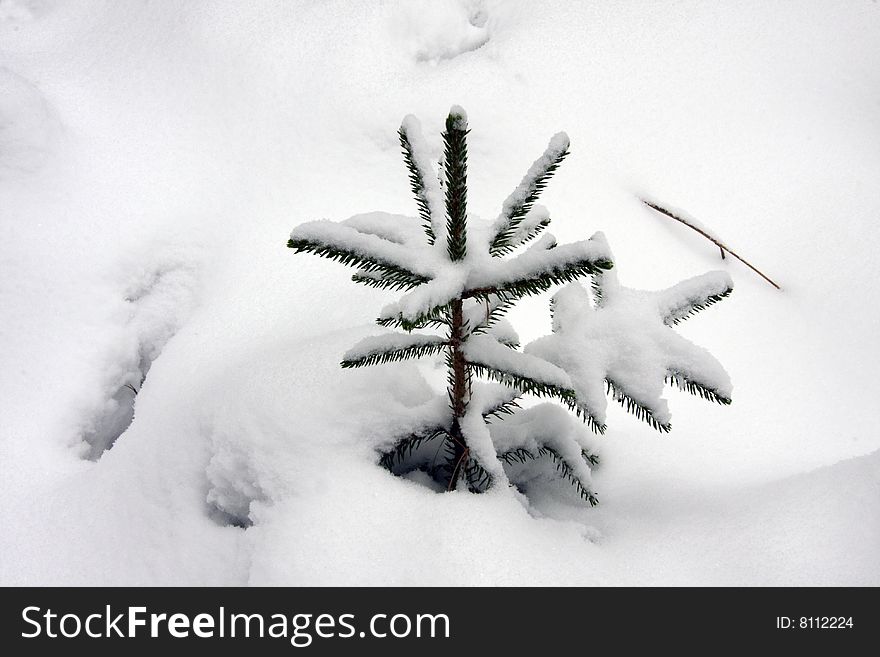 Fur-tree small in snow