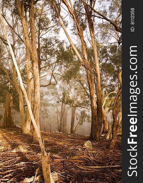 A stand of eucalyptus glowing in the early morning sun. A stand of eucalyptus glowing in the early morning sun