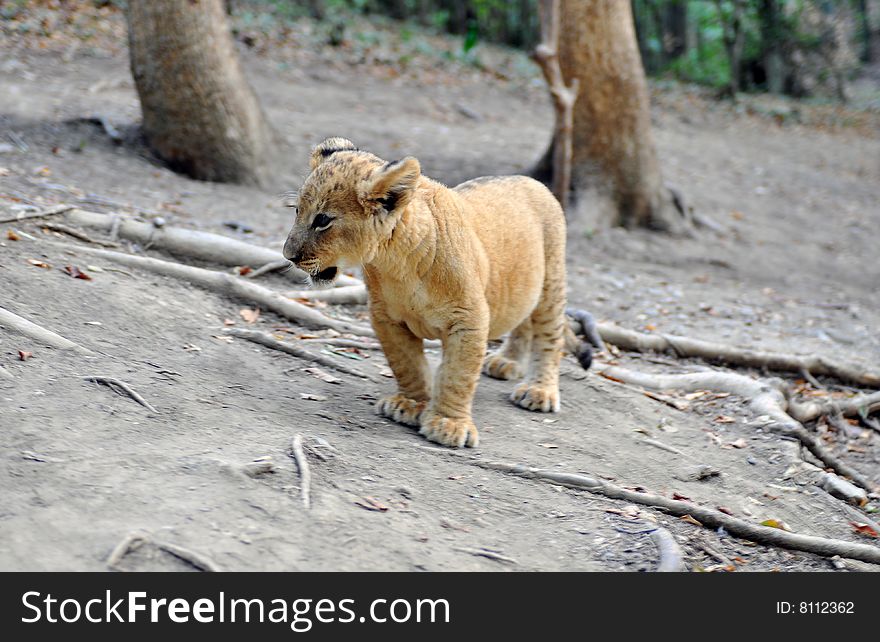 Young lion who goes on wood. Summer