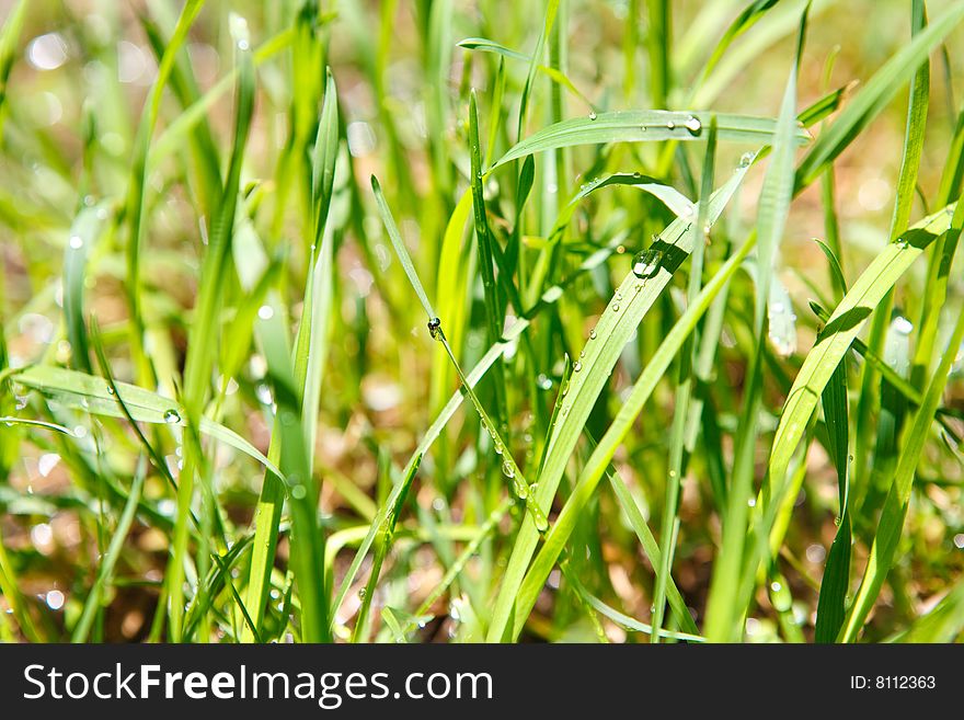 Drops of water in the grass. Drops of water in the grass