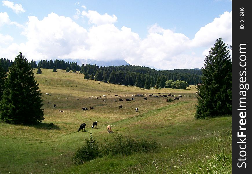 The Italian Alpes. July. A sunny day. The high-mountainous pasture surrounded by a fir forest. (Height above sea level about 1300 meters.) On a meadow cows are grazed. The Italian Alpes. July. A sunny day. The high-mountainous pasture surrounded by a fir forest. (Height above sea level about 1300 meters.) On a meadow cows are grazed.