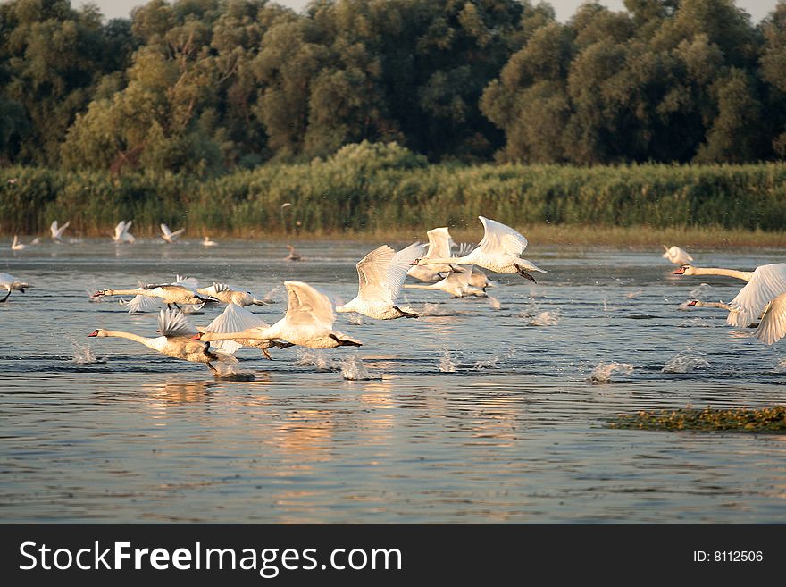 Flying swans on a lake on Danube Delta