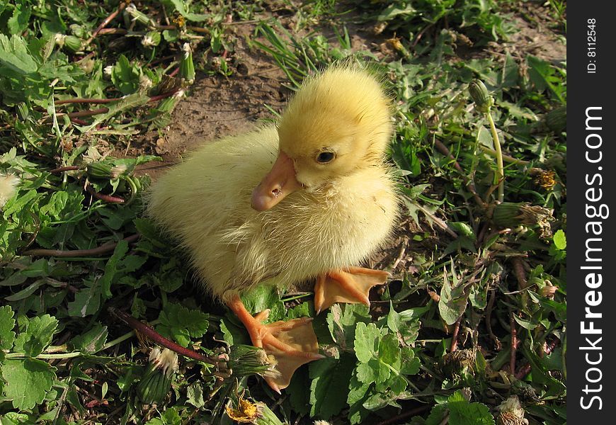 Yellow duckling on meadow in grass. Summer