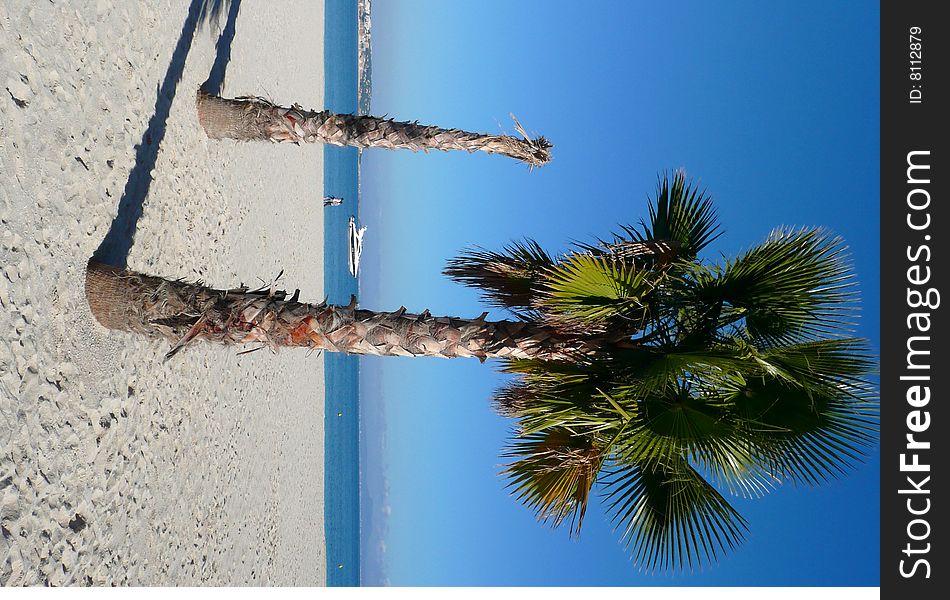 Palm trees on a paradise beach