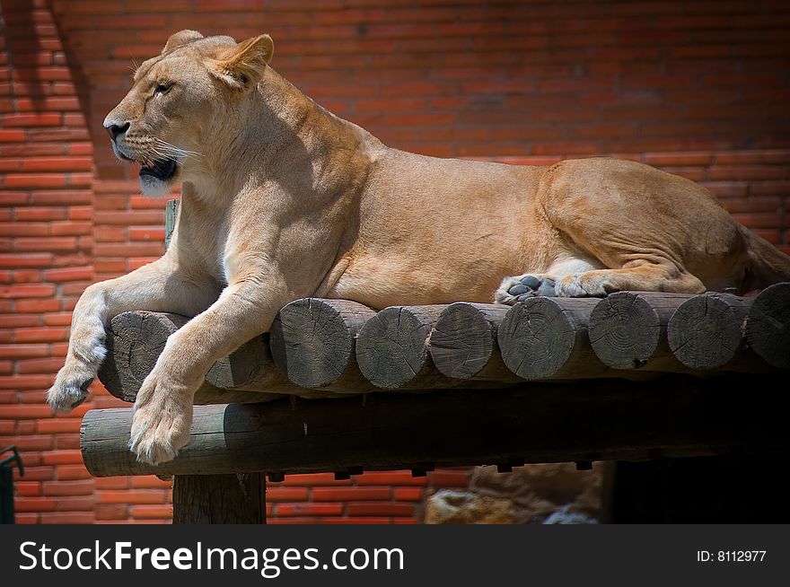 Female lion liyng on a wood bench at the zoo