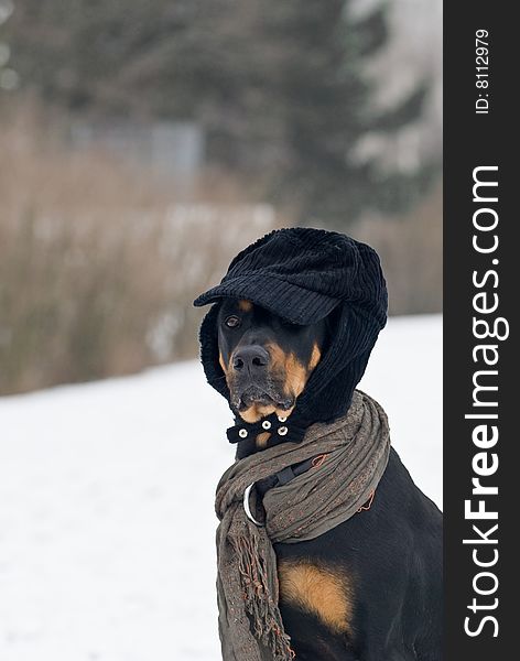 A doberman dog with a cap on his  head in a snowy background. A doberman dog with a cap on his  head in a snowy background