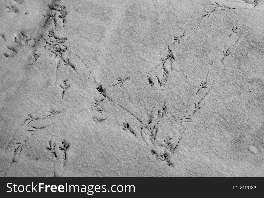 A robins footprints in the snow