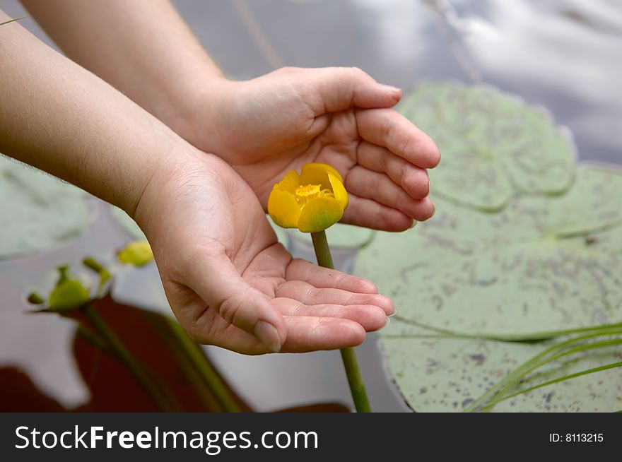 Hands hold a yellow nymphaeaceae