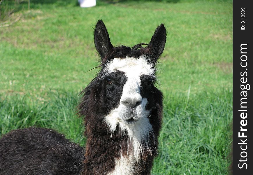 Black and White female alpaca on the farm in Indiana bolivia peru fleece mammal. Black and White female alpaca on the farm in Indiana bolivia peru fleece mammal