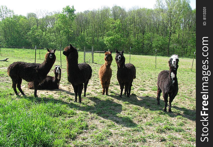 Group of alpacas on the farm in Indiana