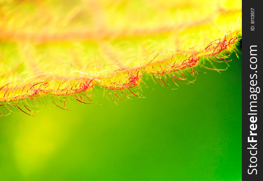 Lanate Close-up Leaf