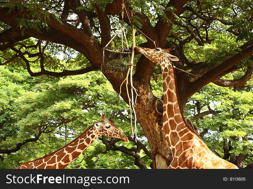 Two giraffe eating out of feeding box