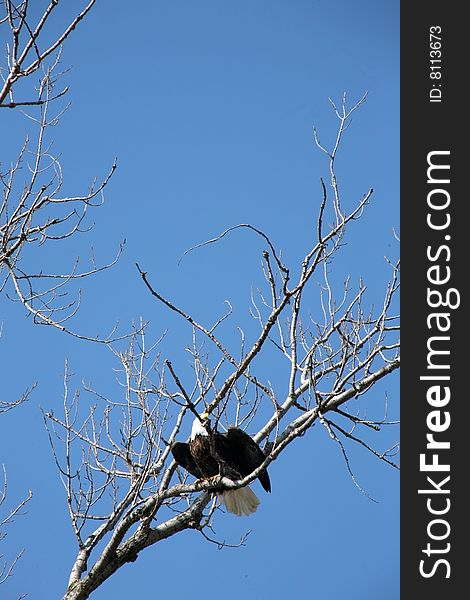 Bald eagle on limb in blue sky