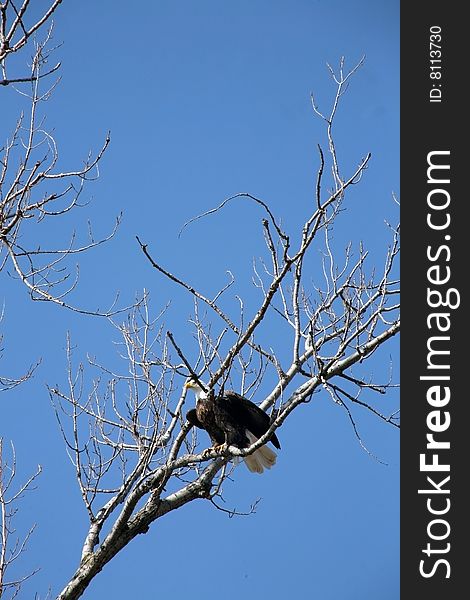 Bald eagle perched in tree