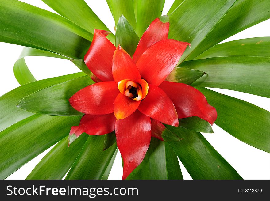 Nidularium flower isolated on white