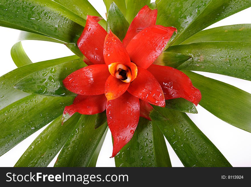 Nidularium flower isolated on white