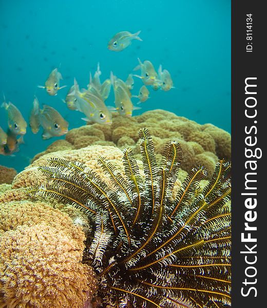 Underwater life, corals and fishes