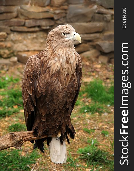 Eagle on a background of mountains. Eagle on a background of mountains