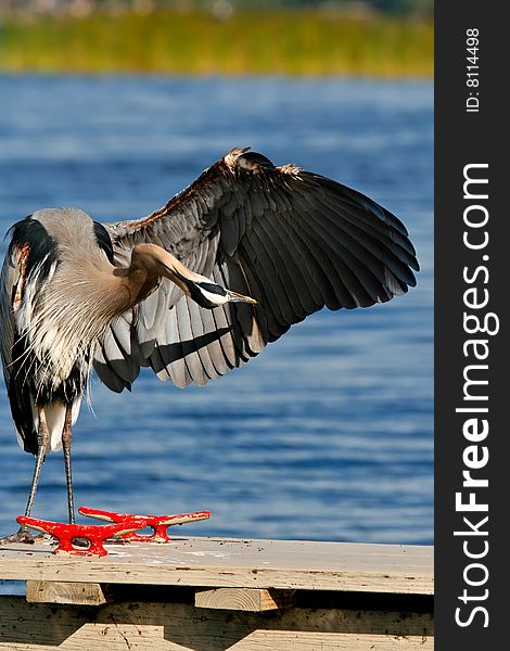 Great Blue Heron doing a wing check