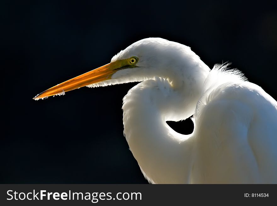 Great White Egret closeup on Black