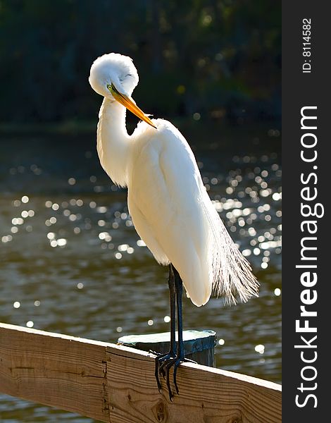 Great White Egret on Railing