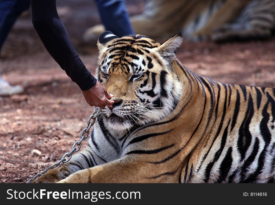 Chained tiger