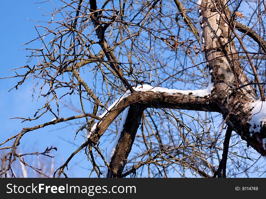 Snow birch bole in winter day. Snow birch bole in winter day