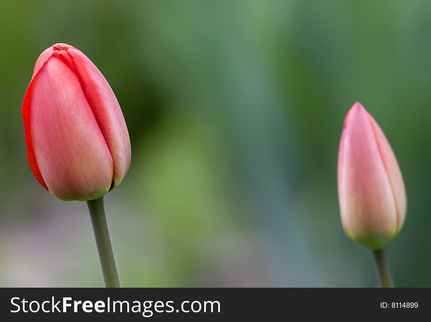 Red and pink tulips on green