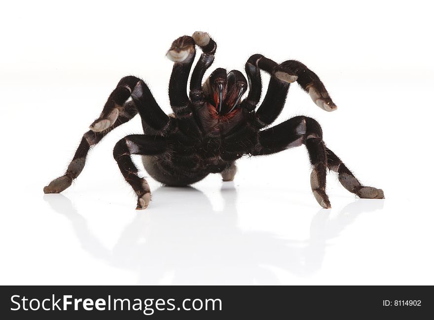 Tarantula