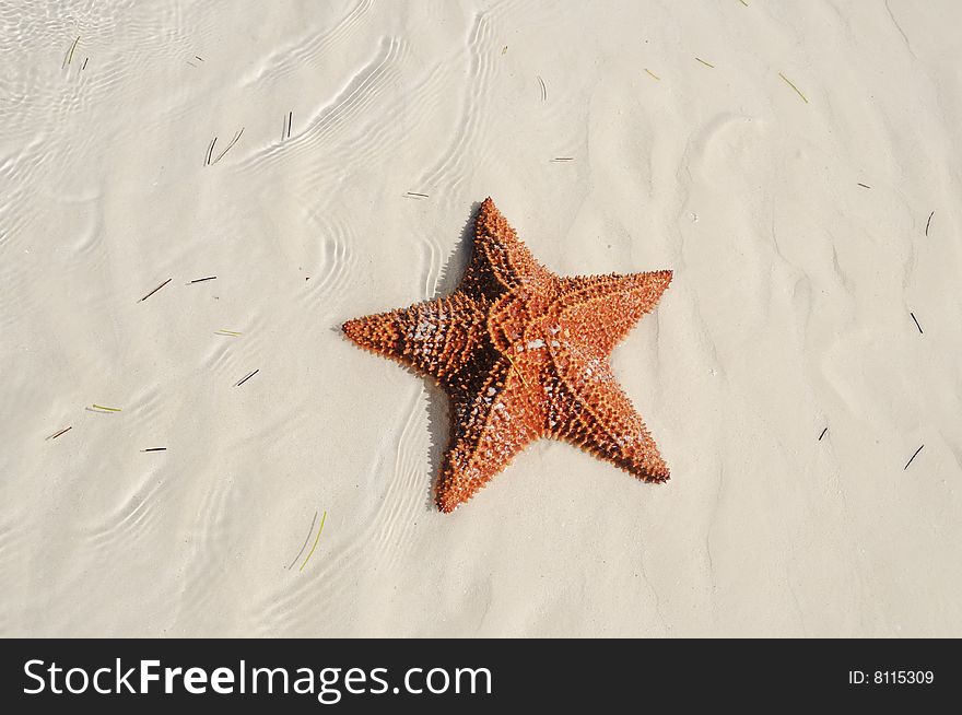 A view of starfish over sand texture on tropical beach - cuba