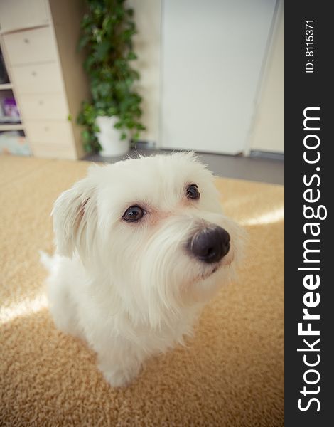 A photo of my dog, a maltese, at home.