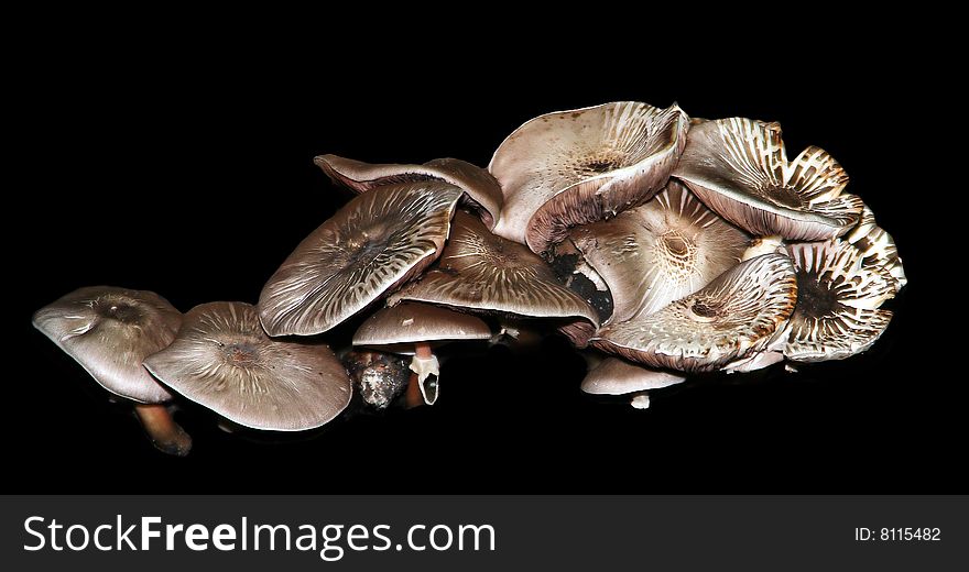 Cluster of mushrooms against black background. Cluster of mushrooms against black background.