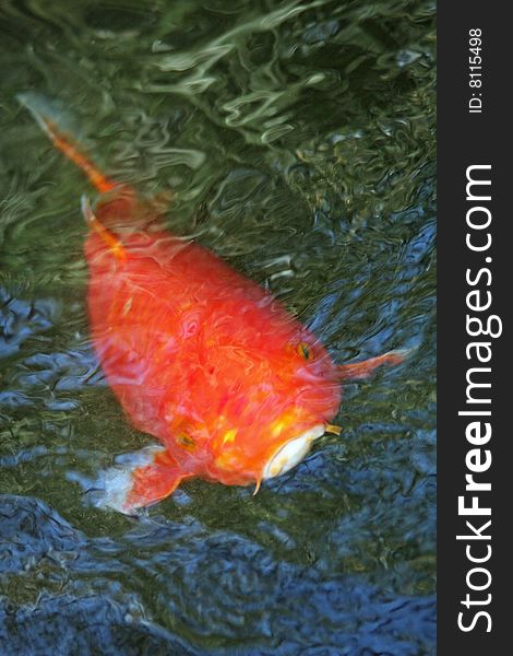 Goldfish swimming in pond with blue and green water. Goldfish swimming in pond with blue and green water.