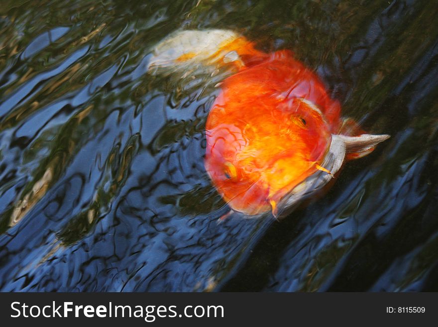 Goldfish swimming in pond with blue and green water. Goldfish swimming in pond with blue and green water.