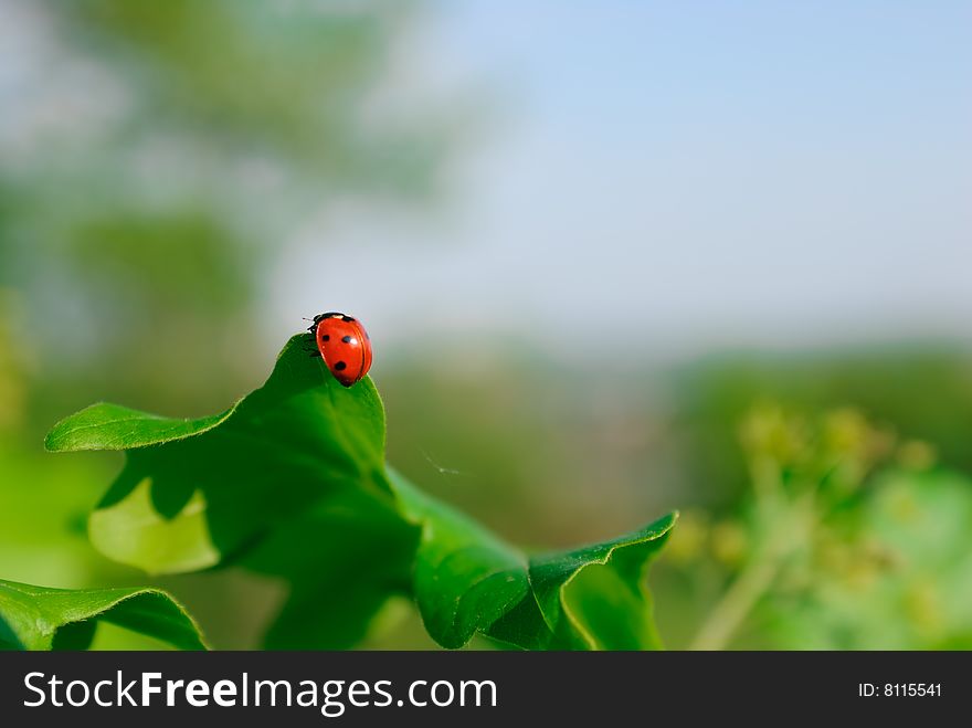 Ladybug on the leaf