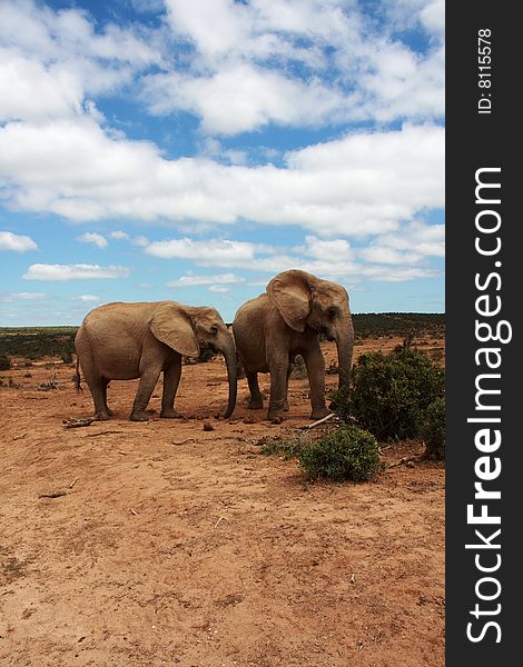 Two female elephants under a bright blue sky with clouds. Two female elephants under a bright blue sky with clouds