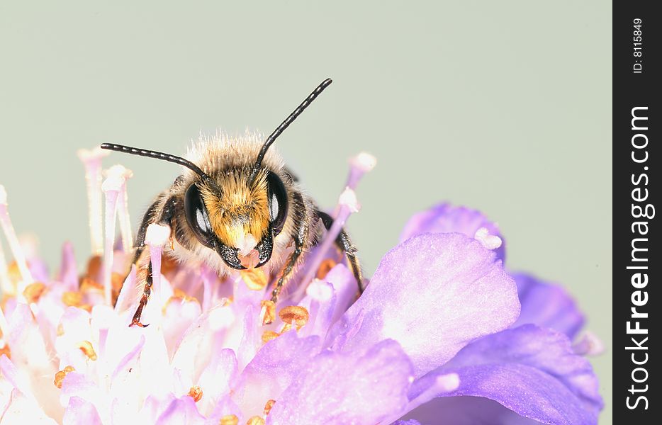 The large bee with a moustache and eyes