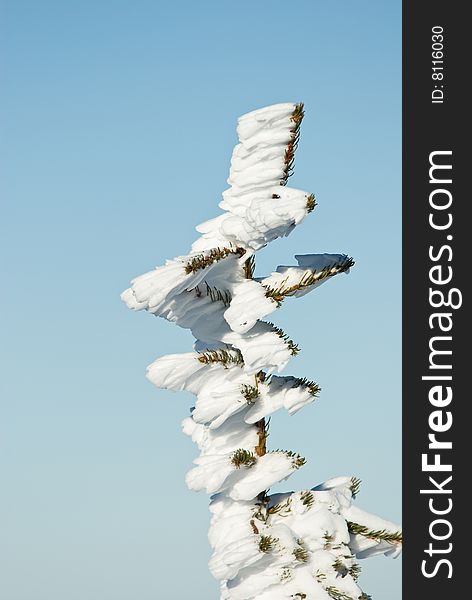 frozzen tree in french alps. frozzen tree in french alps