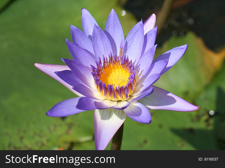 Lotus flowers in vietnam, asia