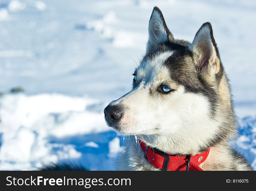 husky dog in french alps. husky dog in french alps