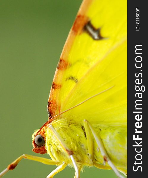 The butterfly with the combined large yellow wings. The butterfly with the combined large yellow wings