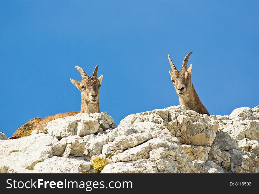 Two alps ibex on a rock