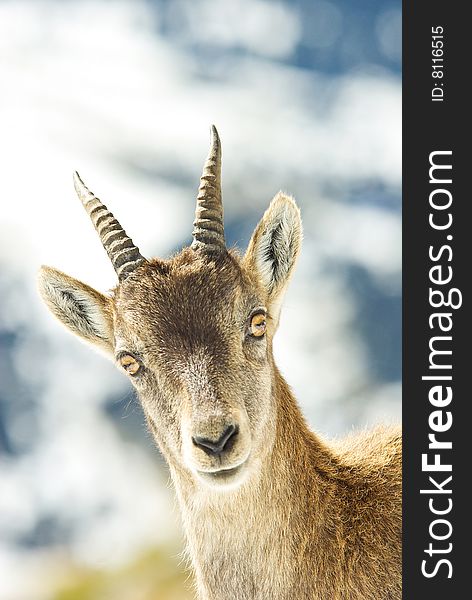 alps ibex in close portrait