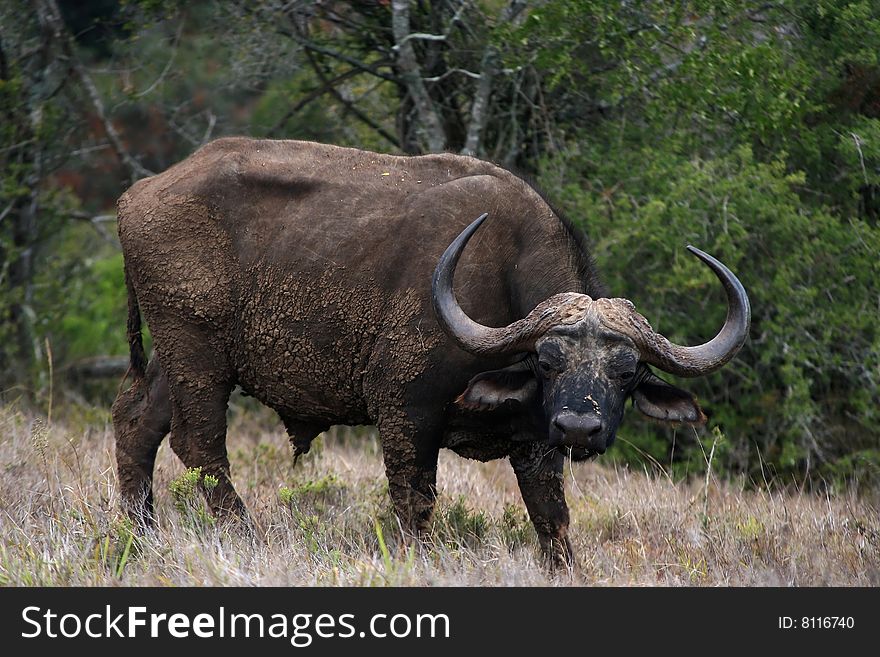 Buffalo eating grass in the wild. Buffalo eating grass in the wild